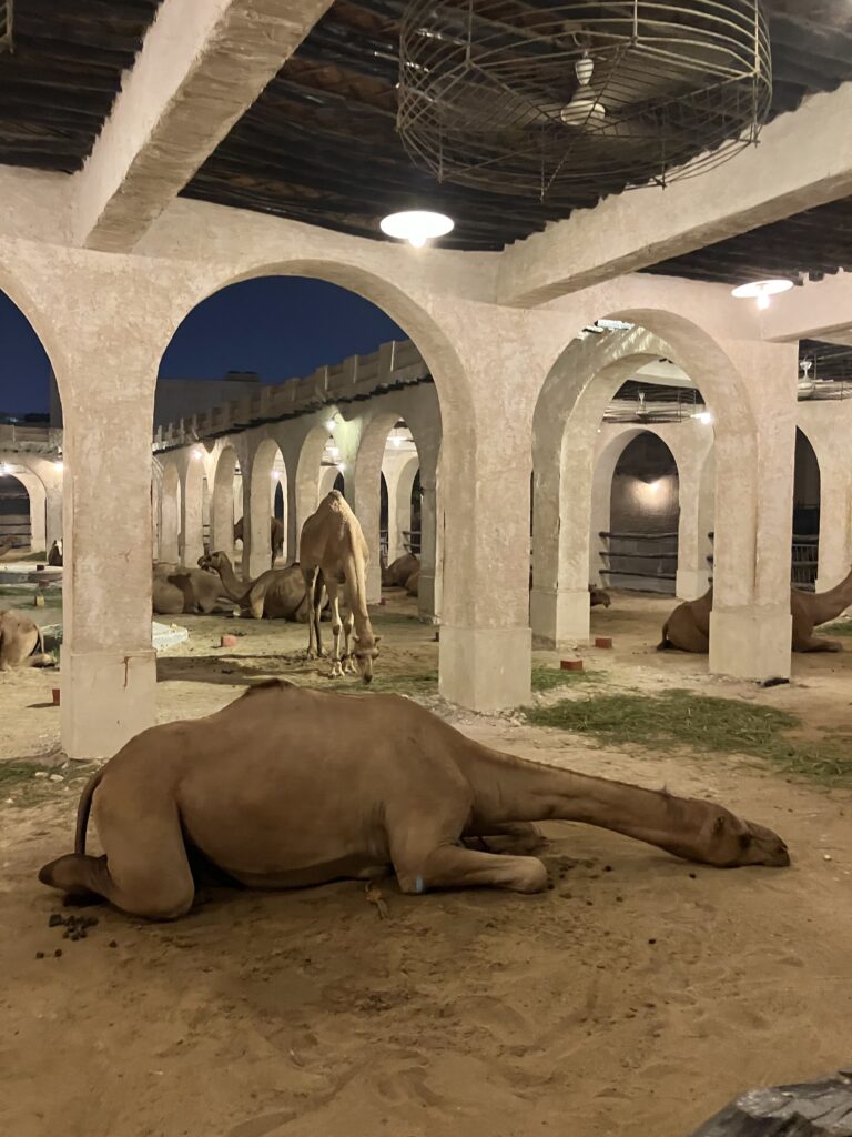 ずいぶんお疲れのラクダさん