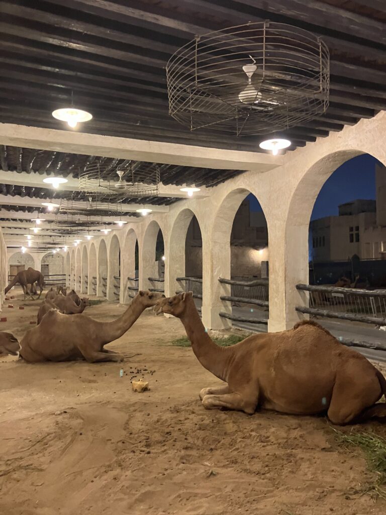 あちこちにラクダさんが寝ておりました。