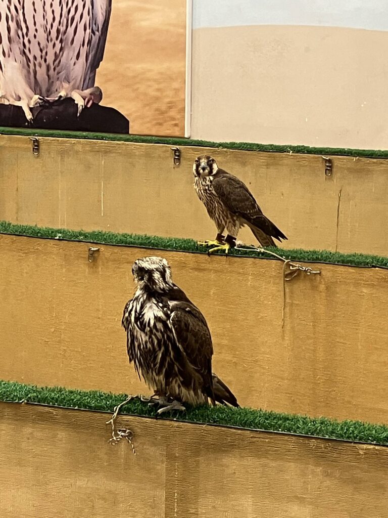 帽子をかぶらされて目隠しされている