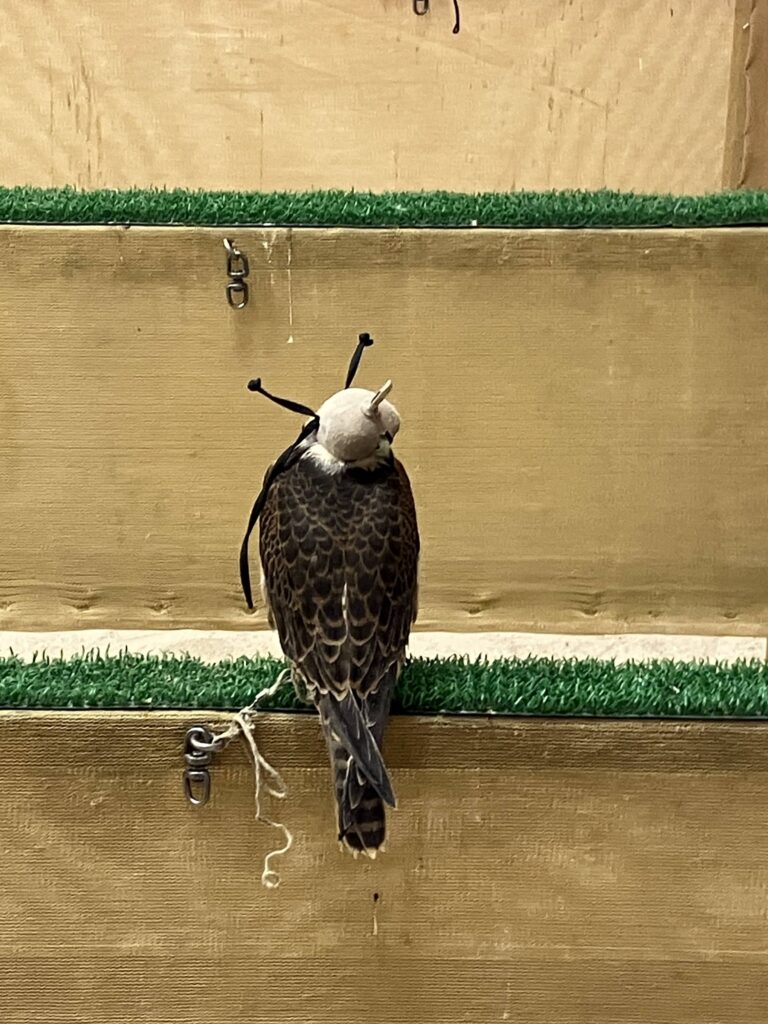 帽子をかぶらされて目隠しされている