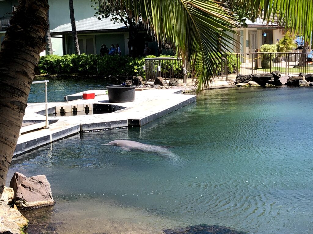 カハラホテルにいるイルカさん