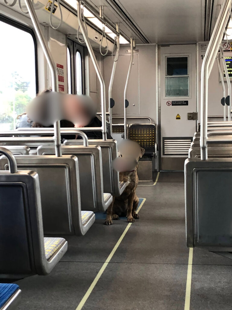 ロサンゼルス地下鉄の車内で座席に座る犬の様子