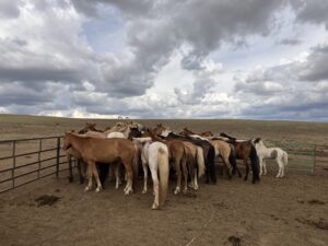 家畜の馬たち